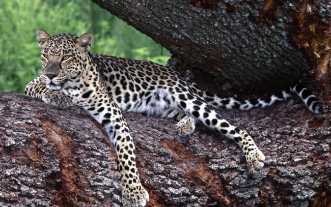Обои картинки фото lounging, leopard, животные, леопарды