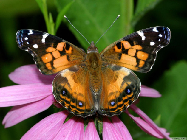 Обои картинки фото животные, бабочки