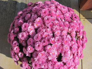 Картинка цветы хризантемы шар розовый много