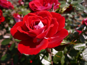 Картинка цветы розы rose