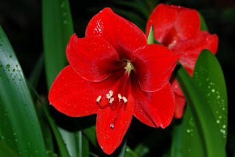 Картинка цветы амариллисы гиппеаструмы яркий красный