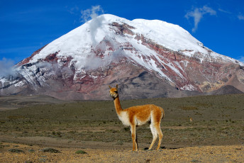 Картинка животные ламы эквадор