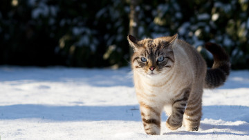 Картинка животные коты кот снег голубые глаза