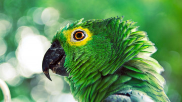Картинка животные попугаи зеленый