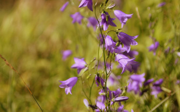 Картинка цветы колокольчики нежный фиолетовый
