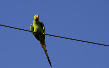 Картинка животные попугаи птица попугай провод небо