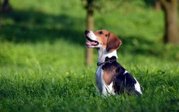 Картинка животные собаки собака бигль поле