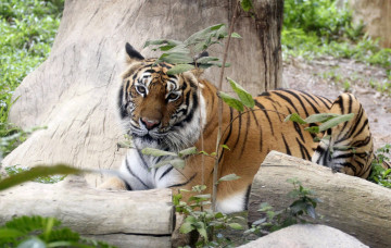 Картинка животные тигры бревно хищник