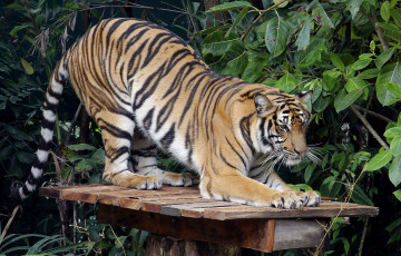 Картинка животные тигры листья полосы хищник