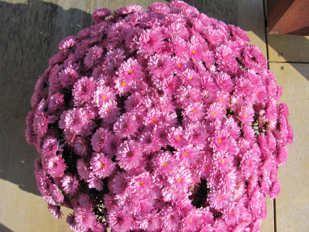 Обои картинки фото цветы, хризантемы, шар, розовый, много