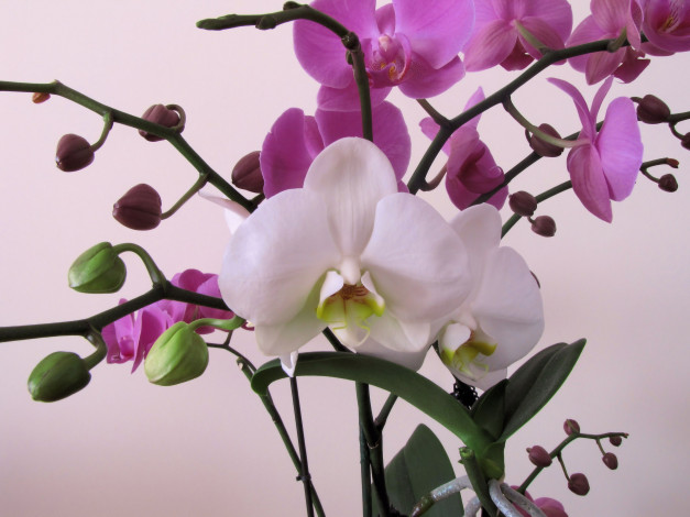 Обои картинки фото цветы, орхидеи, белый, розовый, экзотика