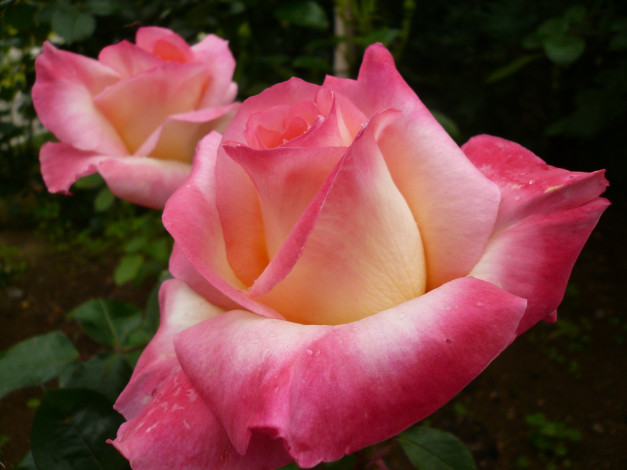 Обои картинки фото цветы, розы, rose