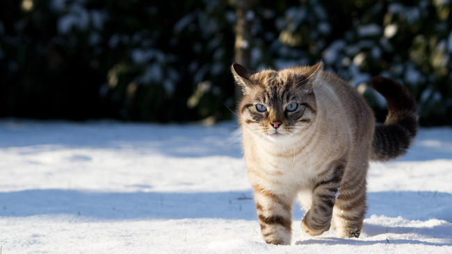 Обои картинки фото животные, коты, кот, снег, голубые, глаза
