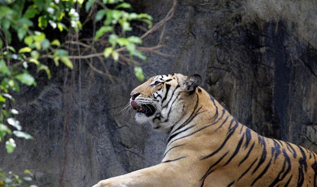 Обои картинки фото животные, тигры, хищник, язык, листья