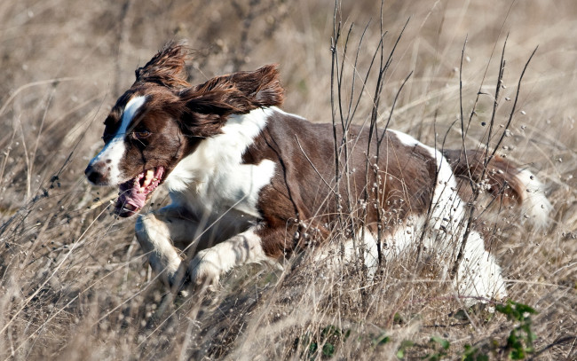 Обои картинки фото животные, собаки, собака, поле, бег