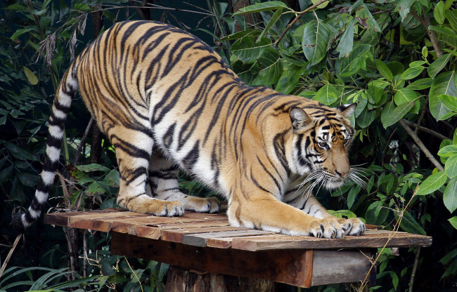 Обои картинки фото животные, тигры, листья, полосы, хищник