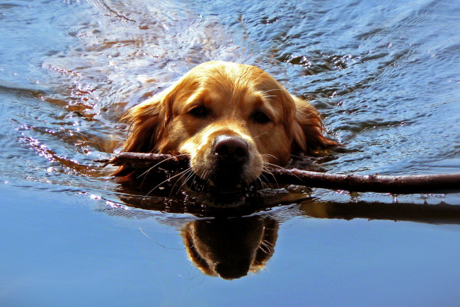 Обои картинки фото животные, собаки, вода, пёс, палка