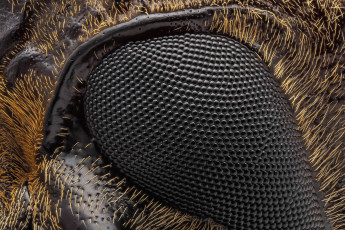 Картинка разное текстуры макро глаз насекомое