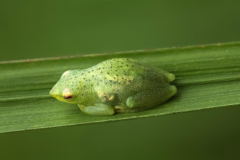 Картинка животные лягушки зелёная лягушка фон травинка макро