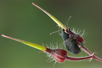 Картинка животные насекомые фон макро жук усики бутоны цветы утро