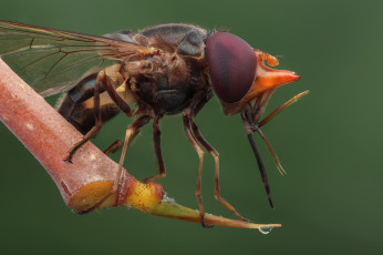 Картинка животные насекомые фон муха насекомое макро