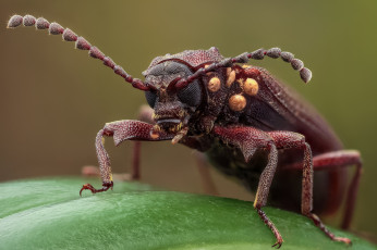 Картинка животные насекомые фон усики жук макро