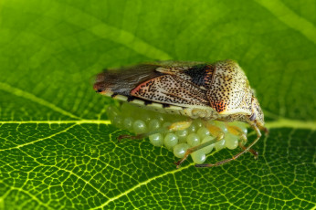 Картинка животные насекомые клоп насекомое утро зелёный фон яйца жук макро лист