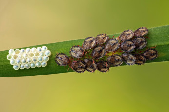 Картинка животные насекомые макро яйца травинка