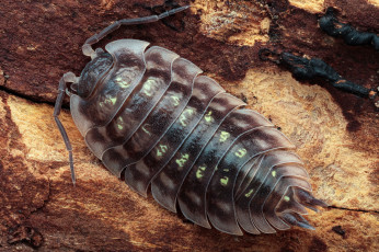 Картинка животные насекомые мокрица фон усики жук макро