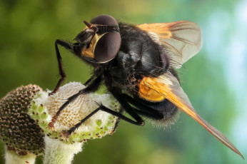Картинка животные насекомые насекомое муха макро