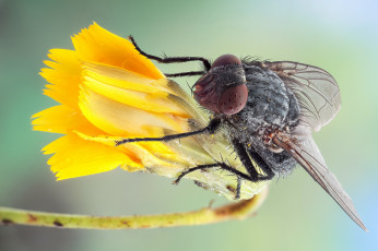Картинка животные насекомые утро цветок роса насекомое муха макро