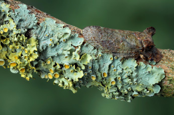 Картинка животные насекомые ветка грибы крылья жук макро