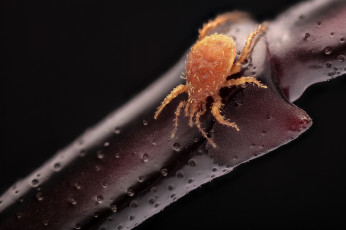 Картинка животные насекомые жук макро фон усики