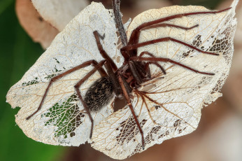 Картинка животные пауки макро фон утро пук насекомые лист коричневый волоски