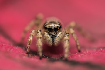 Картинка животные пауки паук глаза макро фон