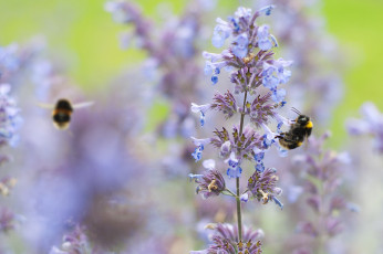 Картинка животные пчелы +осы +шмели насекомое цветок растенение шмель