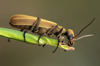 Картинка животные насекомые жук травинка макро насекомое