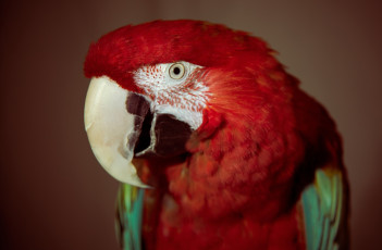 Картинка животные попугаи попугай птица глаз красный перья