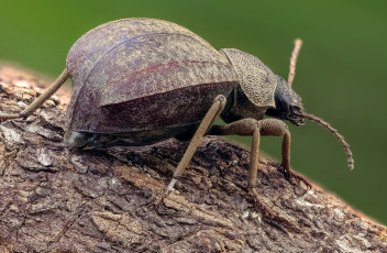 Картинка животные насекомые усики фон макро жук