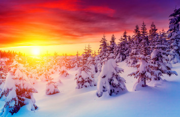 Картинка природа зима пейзаж закат снег ели