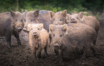 Картинка животные свиньи +кабаны фон природа кабаны