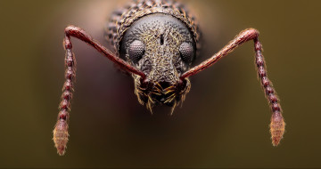 Картинка животные насекомые фон жук усики макро