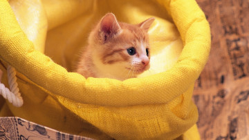 Картинка животные коты играет мешок котёнок рыжий