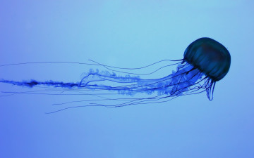 Картинка 3д+графика животные+ animals силуэт медуза щупальца вода