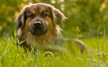 Картинка животные собаки боке трава пёс