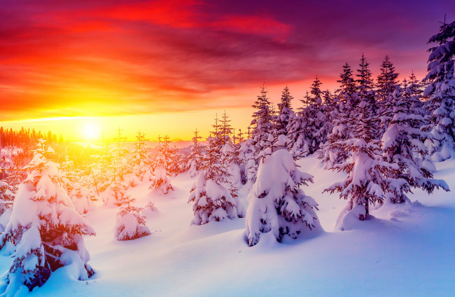 Обои картинки фото природа, зима, пейзаж, закат, снег, ели