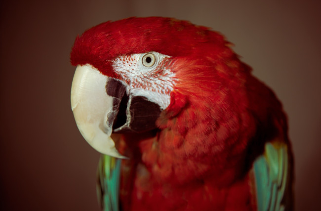 Обои картинки фото животные, попугаи, попугай, птица, глаз, красный, перья