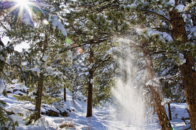 Обои картинки фото природа, зима, снег, сосны, лес