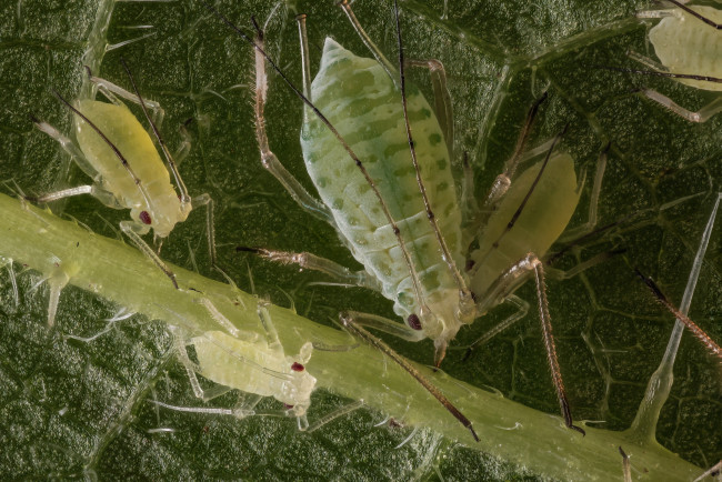 Обои картинки фото животные, насекомые, тля, лист, макро