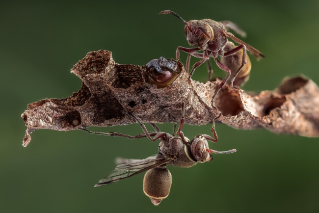 Обои картинки фото животные, пчелы,  осы,  шмели, фон, насекомые, пчёлы, осы, соты, личинка, макро